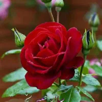 فروش یک عدد سیم کارت