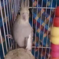 عروس هلندی ماده