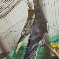 عروس هلندی|پرنده|قلعه قاضی, |دیوار