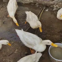 اردک نر و ماده