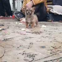 سگ پاکوتاه|سگ|ملایر, |دیوار