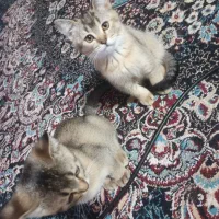 گربه گلد