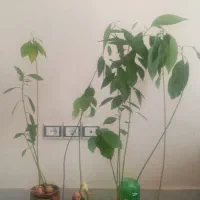 نهال آواکادو|گل و گیاه طبیعی|اصفهان, چشمه باقرخان|دیوار