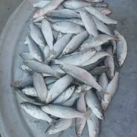 ماهی مید بیاح