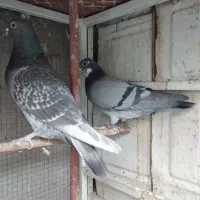 پرنده|پرنده|قم, باجک یک|دیوار