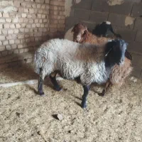 سه عدد بره نر فروشی|حیوانات مزرعه|کاشان, لتحر|دیوار