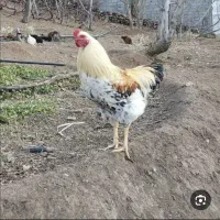 فروش خروس روستایی