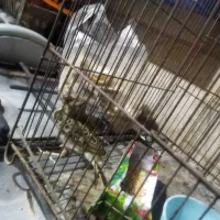 سهر خاکی
