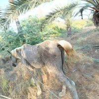 اسب|اسب و تجهیزات اسب‌سواری|سیریک, |دیوار