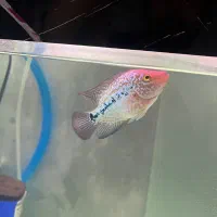 فلاور کامفا جوجه|ماهی|تهران, سنگلج (شاپور)|دیوار