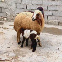 گوسفند وبره قوچ بزغاله