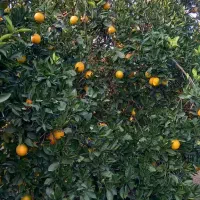 پرتقال خونی فوق‌العاده شیرین  کیلویی ۴۵ فروش|عمده‌فروشی|بابل, |دیوار