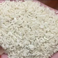 فروش چلتوک و برنج چمپا کم فیروز و لنجون