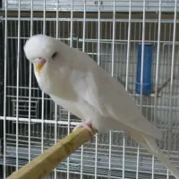 مرغ عشق نر انگلیسی چشم فالو|پرنده|زاهدان, |دیوار