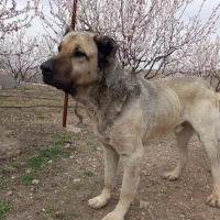 سگ نر سرابی