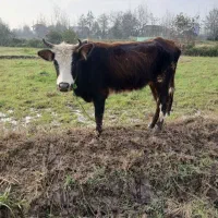 گاو مانده ورزا