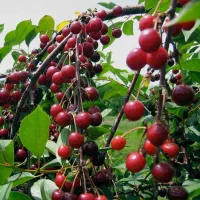 آلبالوبوترمو پیوندی هاوین نهال|خدمات باغبانی و درختکاری|قائم‌شهر, |دیوار