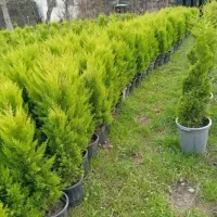 نهال درخت نهالستان فضای سبز شمشاد کود گل و گیاه