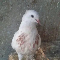 جوجه کفتر سفید اراکی|پرنده|شیراز, بعثت|دیوار