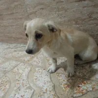 سگ پا کوتاه