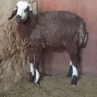 قوچ افشاری و بره|حیوانات مزرعه|ابرکوه, |دیوار