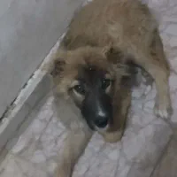 سگ ، نژاد خراسانی، ماده