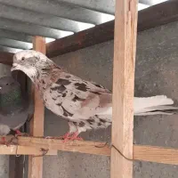 کبوتر