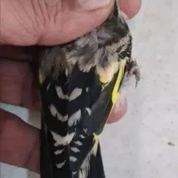 جوجه سهره کرمونی نر قلدور