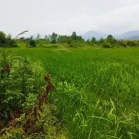زمین کشاورزی 5000متر