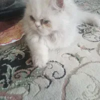 بچه گربه|گربه|ارومیه, |دیوار