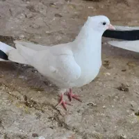 کفتر کاکل سفید ‌،سینه سبز و سینه سرخ