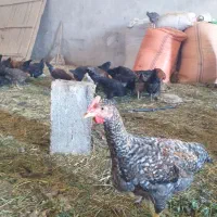 نیمچه مرغ خروس