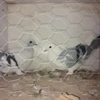 کفتر شامی فروش فوری