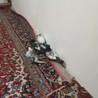 چهار تارنگی بادونا طوطی کوتوله موولد|پرنده|ایوان, |دیوار