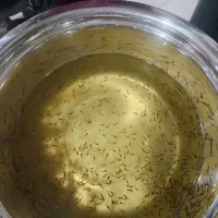 حراج بچه ماهی گوپی