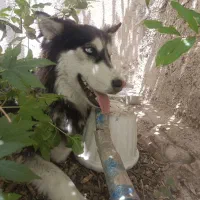 گمشده|حیوانات|فسا, |دیوار