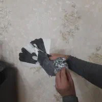 کفتر کبوتر پرشی قاره نشوندار گرفتنی امروز