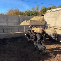 قوچ شال اصیل|حیوانات مزرعه|ماهدشت, |دیوار