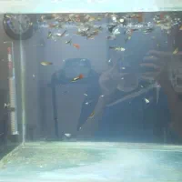 گوپی(حدودا۲۵۰تا)فروش فوری