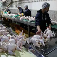 کارگر ساده جهت کار در شرکت مرغ