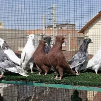 کبوتر عالی|پرنده|ملک‌آباد, |دیوار