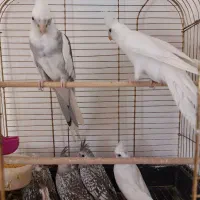 خانواده عروس هلندی|پرنده|اهر, |دیوار