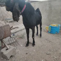 بزپاکستانی