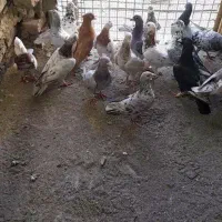 کبوترنامبر