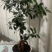 گل بنسای