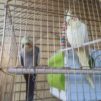 عروس هلندی نر و ماده