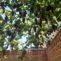 هرس و اصلاح انواع درختان|خدمات باغبانی و درختکاری|بیرجند, |دیوار