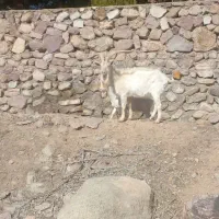 فروش|حیوانات مزرعه|هشتگرد, فشند|دیوار