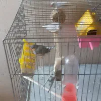 فنج خوش گل اماده|ماهی|شاهین دژ, |دیوار