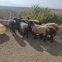 میش آبستن|حیوانات مزرعه|کهک, |دیوار